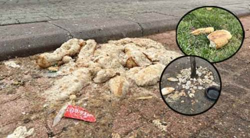 Eskişehir'de bunu yapanlara soruyoruz; Bu mu hayvanseverlik?