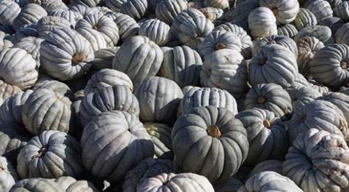 Eskişehir'de büyük dedelerinden gelen tohumlarla...