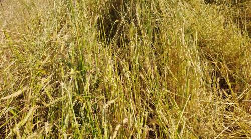 Eskişehir'de büyük zarar! 25 bin dekar...