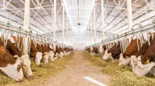 Eskişehir'de büyükbaş hayvan yetiştiriciliğine hibe desteği