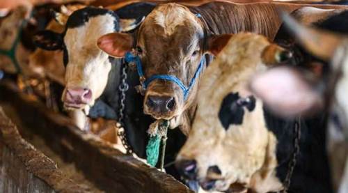 Eskişehir’de büyükbaş ve küçükbaşta kurbanlık fiyatları ne kadar?