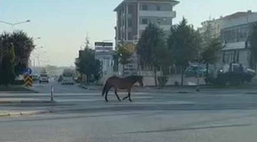Eskişehir'de caddenin ortasında onu gören şok oldu 