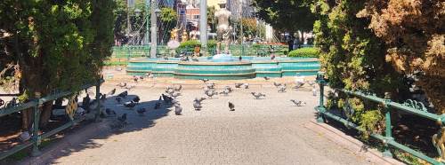 Eskişehir'de cami önünde güvercin yoğunluğu o sorunu yarattı