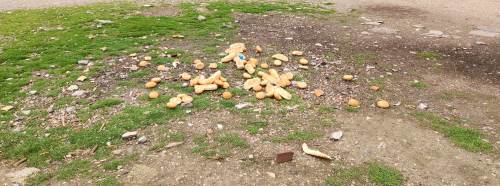 Eskişehir'de çevre kirliliği dikkat çekiyor