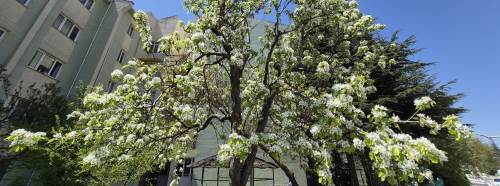 Eskişehir'de çiçek açan ağaç mest etti