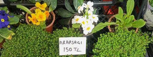 Eskişehir’de çiçek tezgâhları renklendi