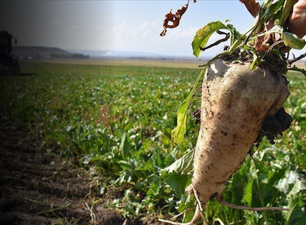 Eskişehir'de çiftçi masraflara yenik düşüyor!