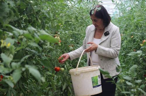 Eskişehir'de çiftçiler çaresiz! Ürünler tarlada çürüyor...