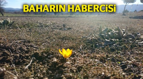 Eskişehir'de çiğdemler çiçek açtı!