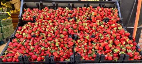 Eskişehir'de çilek tezgahta peki kaç lira