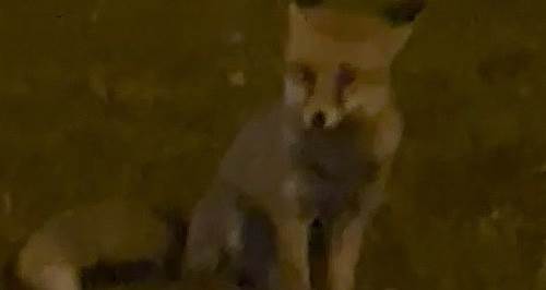 Eskişehir'de davetsiz misafir mahallede! İşte o anlar... 