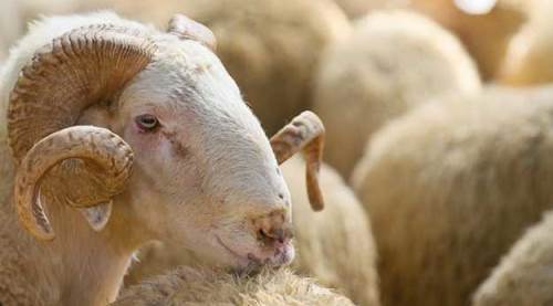 Eskişehir'de de merak ediliyor: 2024 kurbanlık fiyatları ne kadar olacak?