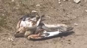 Eskişehir'de dev yılanın yaptıkları şok etti: İşte o anlar...