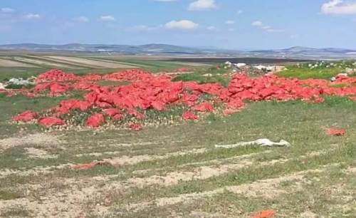 Eskişehir'de dikkat çeken iddia: Yüzlerce soğan tarlaya döküldü