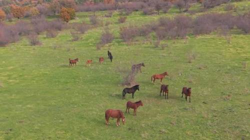 Eskişehir’de doğanın nefes kesen görüntüsü: İşte yılkı atları