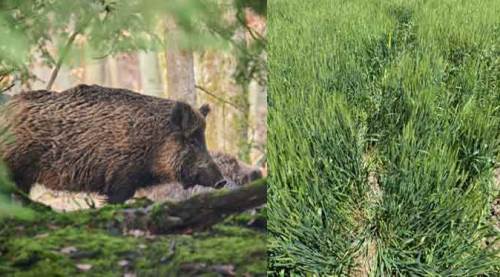  Eskişehir'de domuzlarla başları belada 
