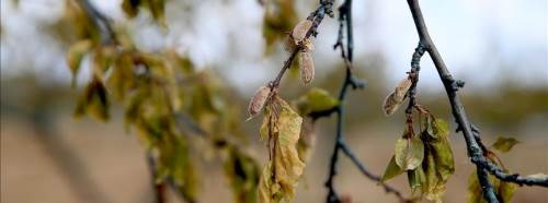 Eskişehir’de don ve kuraklık üreticiyi çıkmaza soktu!