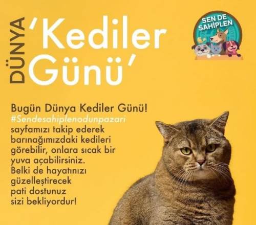 Eskişehir'de Dünya Kediler Günü’ne özel sahiplendirme çağrısı