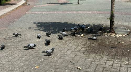 Eskişehir'de duyarlı vatandaşlar kuşları unutmadı!