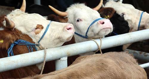 Eskişehir'de duymayan kalmasın: Hayvancılıkta yeni dönem başlıyor!