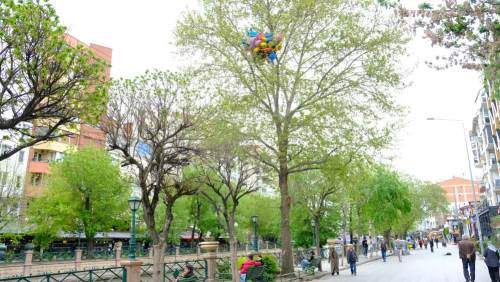 Eskişehir'de ekmek parası ağaca takılıp kaldı, gören şaşırdı!