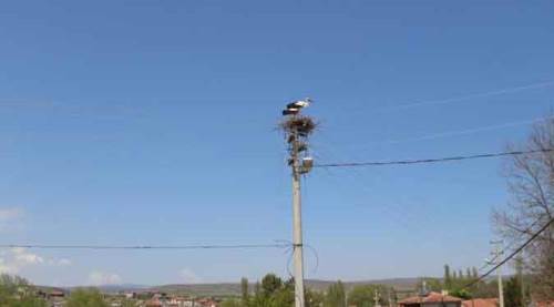 Eskişehir'de elektrik direği onların evi oldu!