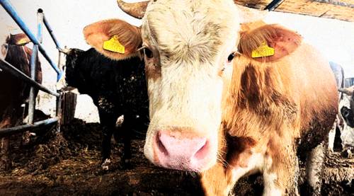 Eskişehir'de en ucuz kurbanlık fiyatı...