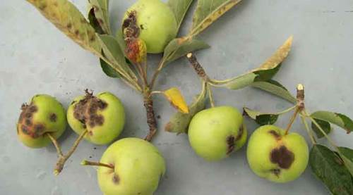 Eskişehir’de erken uyarı sistemiyle üreticilere önemli uyarı!