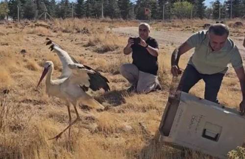 Eskişehir’de eşinin başında 5 gün bekleyen leylekten sevindiren haber
