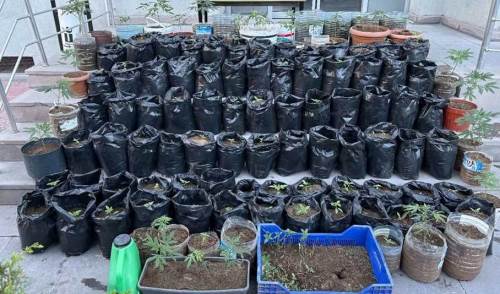 Eskişehir'de esrar fabrikası gibi ev: Polis baskınla yakaladı!