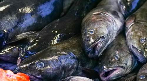 Eskişehir'de et alamayan ona yöneldi: Tavuktan bile ucuz