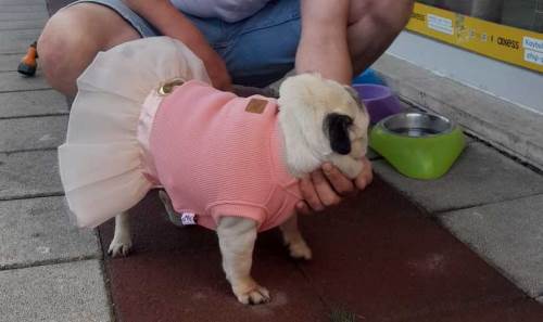 Eskişehir'de evcil dostlarımız için şıklık zamanı