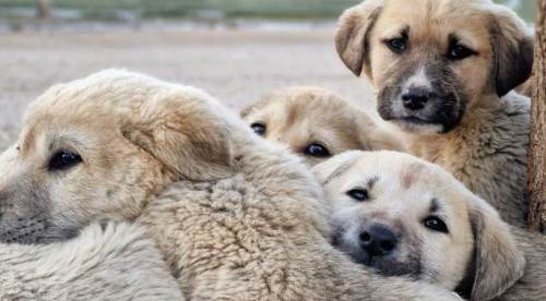 Eskişehir'de evcil hayvan sahiplenmek için yeni adres...