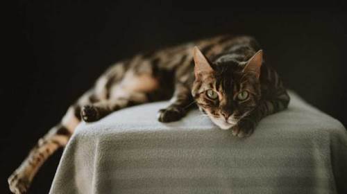 Eskişehir'de evcil hayvan sahiplerine önemli uyarı!