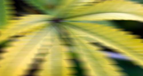 Eskişehir'de evde yetiştirdikleri bitki başlarını yaktı!