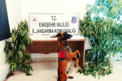 Eskişehir'de evinde bunu yetiştiriyordu!