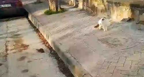 Eskişehir'de fare canını kurtardı