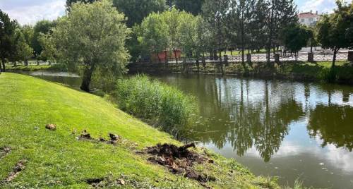 Eskişehir'de felaketten dönüldü: Ağaç devrildi!