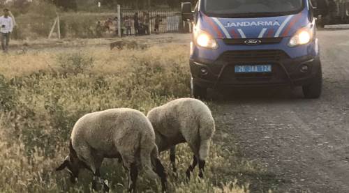Eskişehir'de firar eden koyunlar bakın nerede çıktı