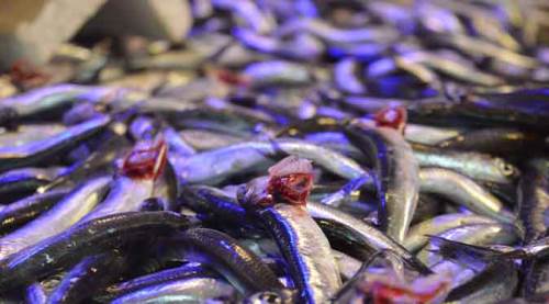 Eskişehir'de fiyatı iki haftada üçte bir azaldı!