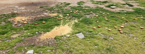 Eskişehir’de gelişi güzel bırakılan yiyecekler çevreye ve hayvanlara zarar veriyor