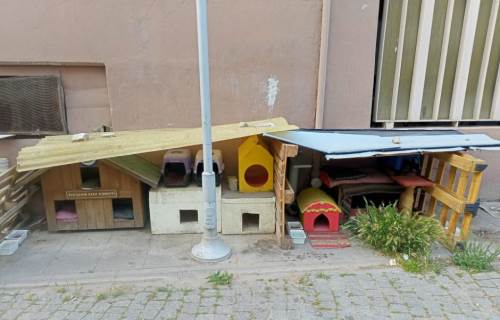 Eskişehir'de gönüllülerden sokak kedilerine sıcak yuva