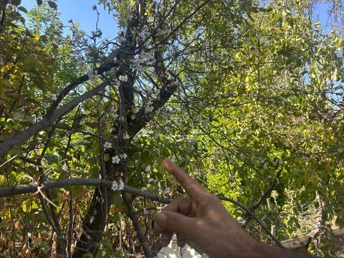 Eskişehir’de görenleri şaşkına çeviren ağaç: Bu mevsimde..