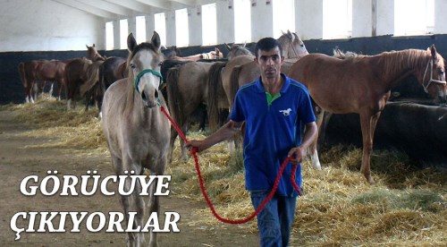 Eskişehir'de görücüye çıkıyorlar