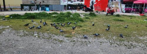 Eskişehir’de görüntü kirliliği tartışması! Yemek artıkları tepki çekiyor