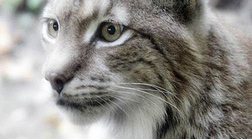 Eskişehir'de görüntülendi: Ormanın hayaleti...