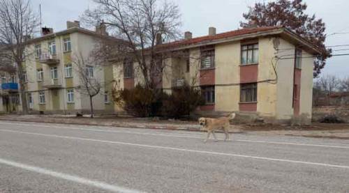Eskişehir'de göz yaşartan vefasızlık!