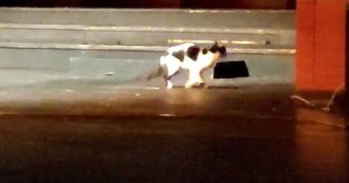 Eskişehir'de güldüren anlar: Şaşkın şaşkın dolaştı...