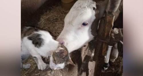 Eskişehir'de güldüren dostluk: Yanından ayrılmıyor