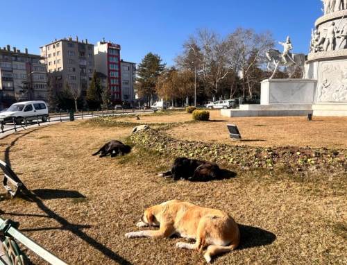 Eskişehir'de güneşlenen sokak hayvanları gülümsetti